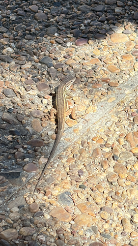 Large Psammodromus