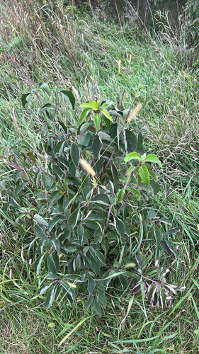 roughleaf dogwood
