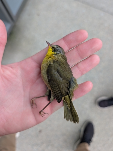 Common Yellowthroat