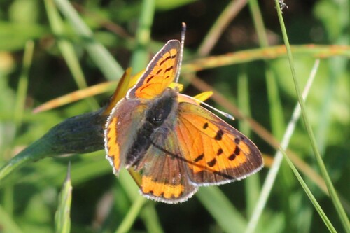 Small Copper