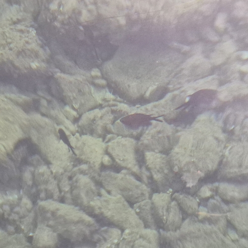 Mediterranean Damselfish