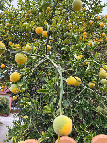 trifoliate orange