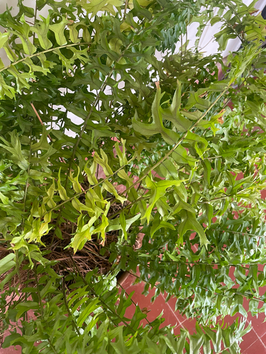 Nephrolepis falcata observed 2026-09-21