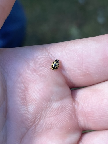 Fourteen-spotted Lady Beetle