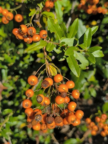Firethorn