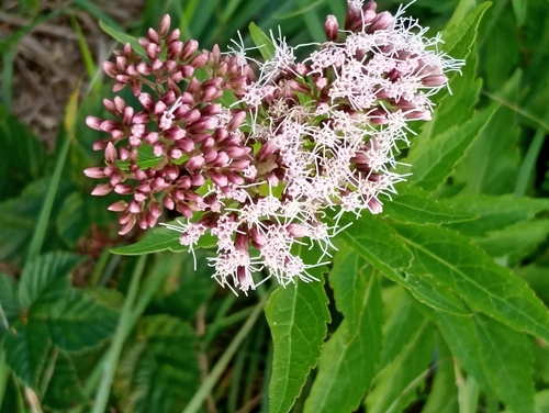 hemp agrimony