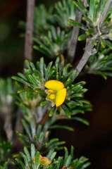 Phyllota pleurandroides