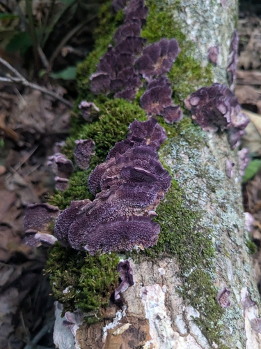 violet-toothed polypore
