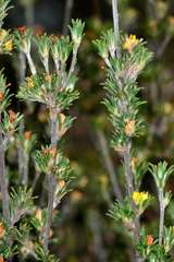 Phyllota pleurandroides