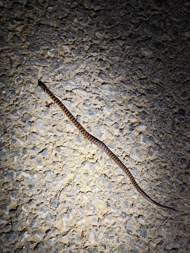 Red-banded Snake