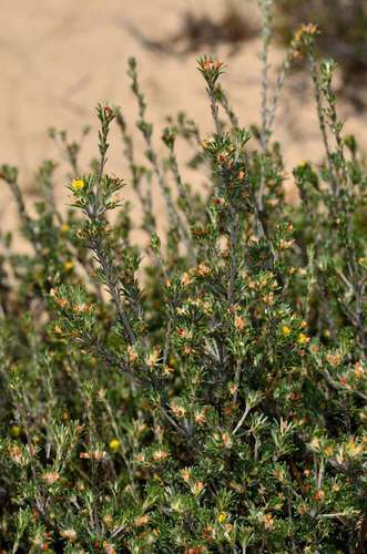 Image of Heathy Phyllota (Phyllota pleurandroides) by (c) Chris Lindorff, some rights reserved (CC BY)