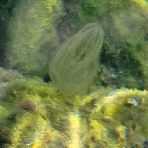 Sea Walnut