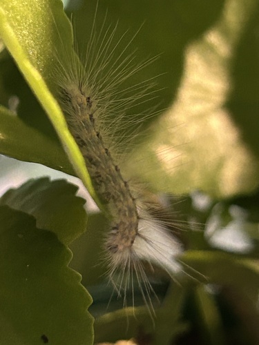 Fall Webworm Moth