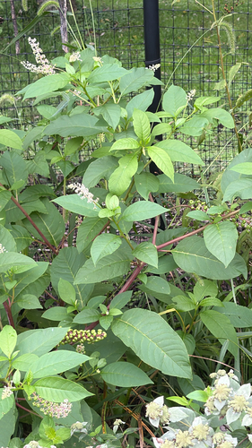 American pokeweed