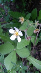 Fragaria moschata