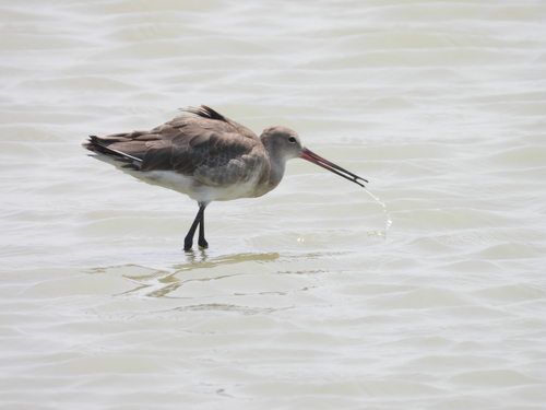 Black-tailed Godwit