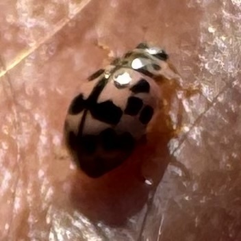 Poplar Ladybird Beetle