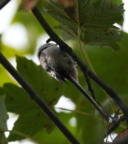 Long-tailed Tit