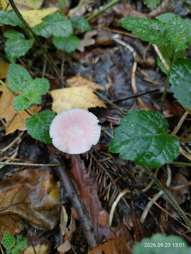 Mycena rosea — no rights reserved