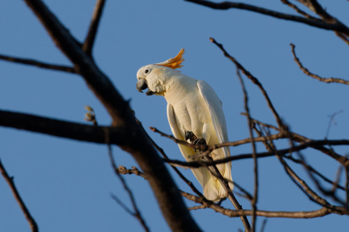 cacatua citrinocristata