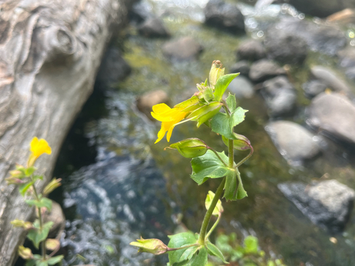 Colorado Monkeyflower
