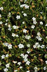 Cyphanthera myosotidea