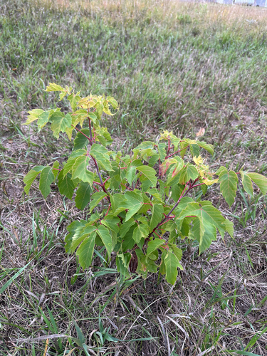 box elder