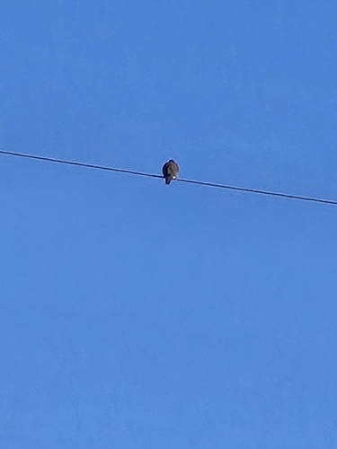 Mourning Dove