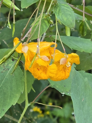 common jewelweed