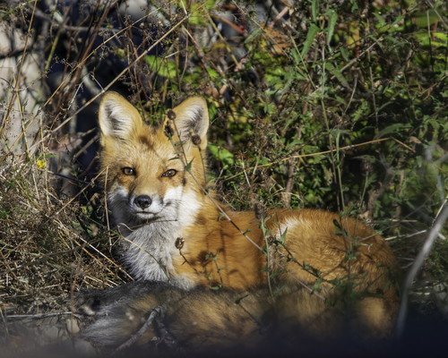 Red Fox