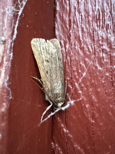 Mouse Moth