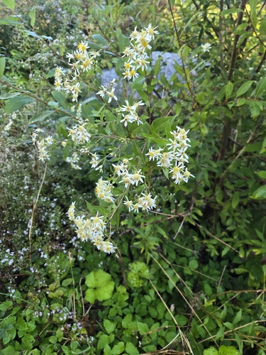 flat-top white aster