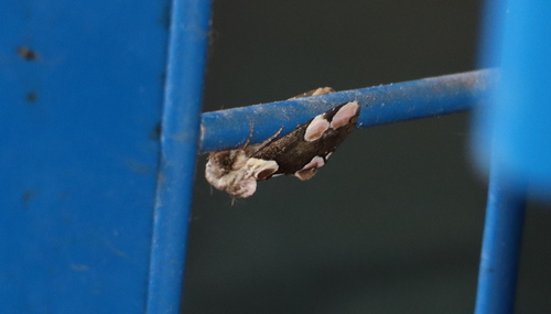 Peach Blossom Moth