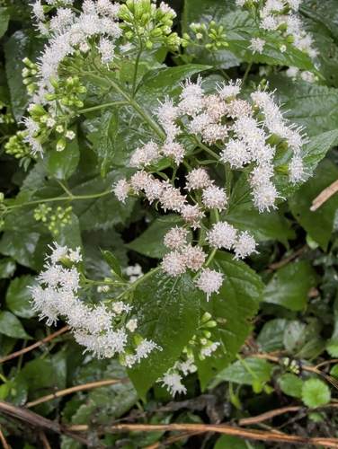 white snakeroot