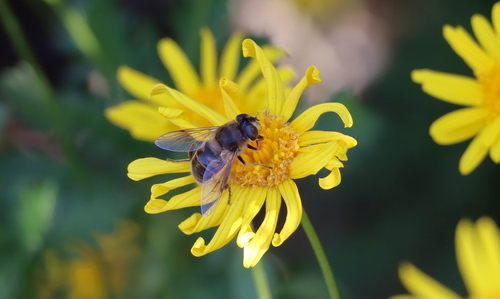 Common Drone Fly