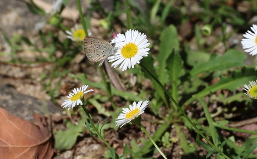 African Grass Blue