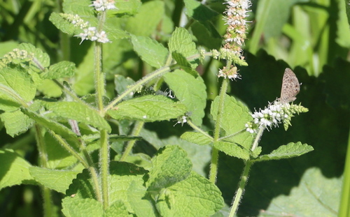 Lang's Short-tailed Blue