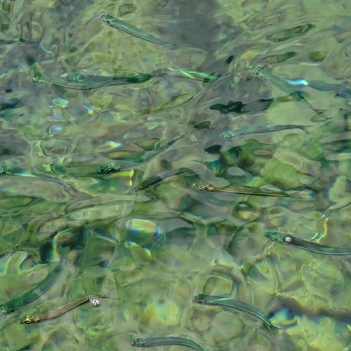 Big-scale Sand Smelt