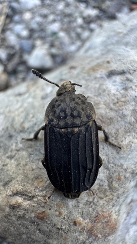 Thanatophilus sinuatus
