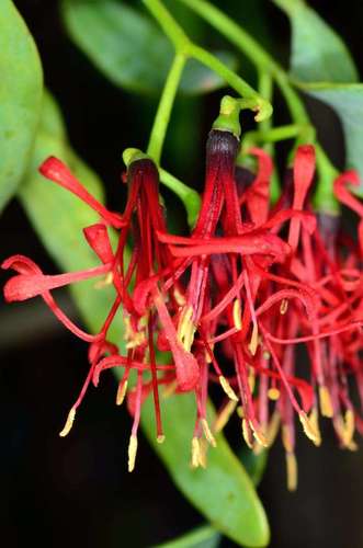 Image of Amyema miraculosa by (c) Chris Lindorff, some rights reserved (CC BY)