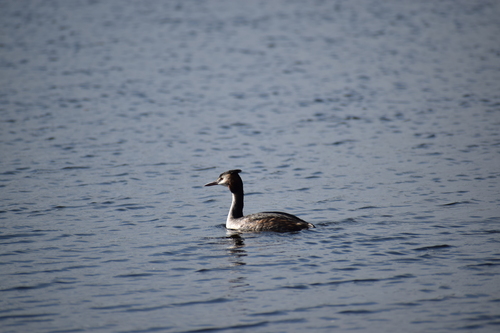 Great Crested Grebe