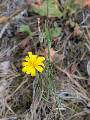 Rush Skeletonweed