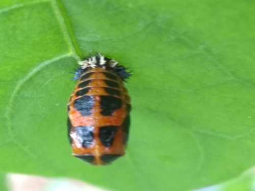 Asian Lady Beetle