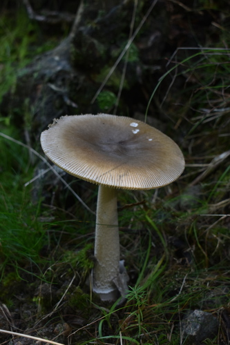 Peeling Paint Ringless Amanita