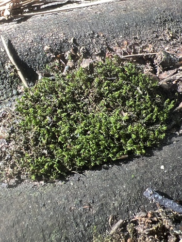 Vinealobryum insulanum observed 2026-09-23
