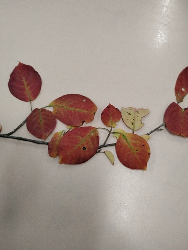 chokecherry