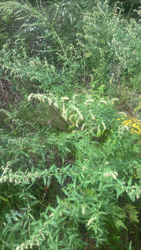 common mugwort