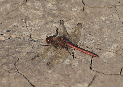 Vagrant Darter