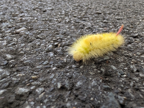 Pale Tussock Moth