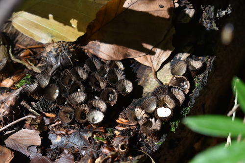 fluted bird's nest fungus